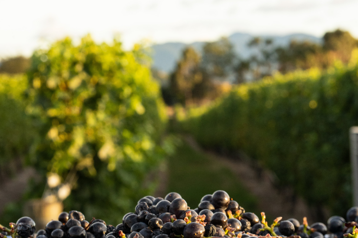 A Busy Start to 2025 at Sugar Loaf