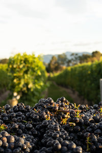 A Busy Start to 2025 at Sugar Loaf